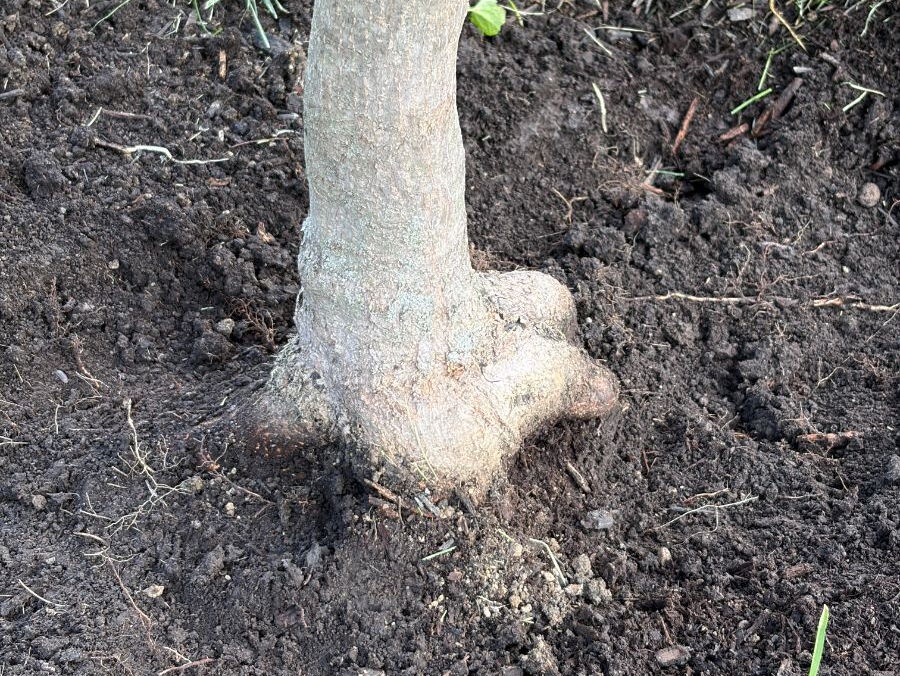 A freshly excavated root flare: a pale trunk widening into buttress roots, the soil taken back to the first structural roots
