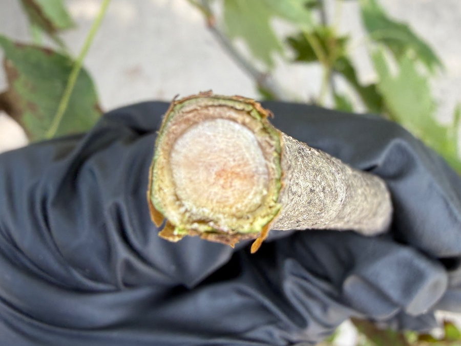 A cut oak twig held in a gloved hand, cross-section up: green cambium ring, pale wood, a rust stain at the center