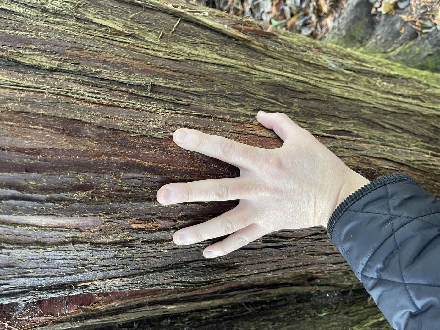 David's hand laid flat on the bark of a great fallen log — a promise to the trees