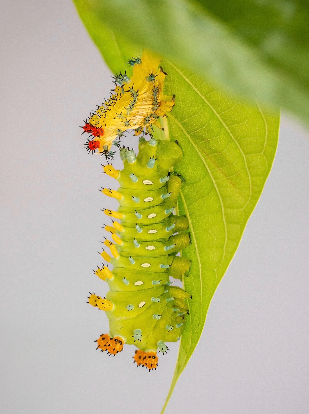 A Cecropia caterpillar — pale green with blue, yellow, and red-orange spiked knobs — hangs beneath a leaf, its freshly shed yellow skin still clinging above it.
