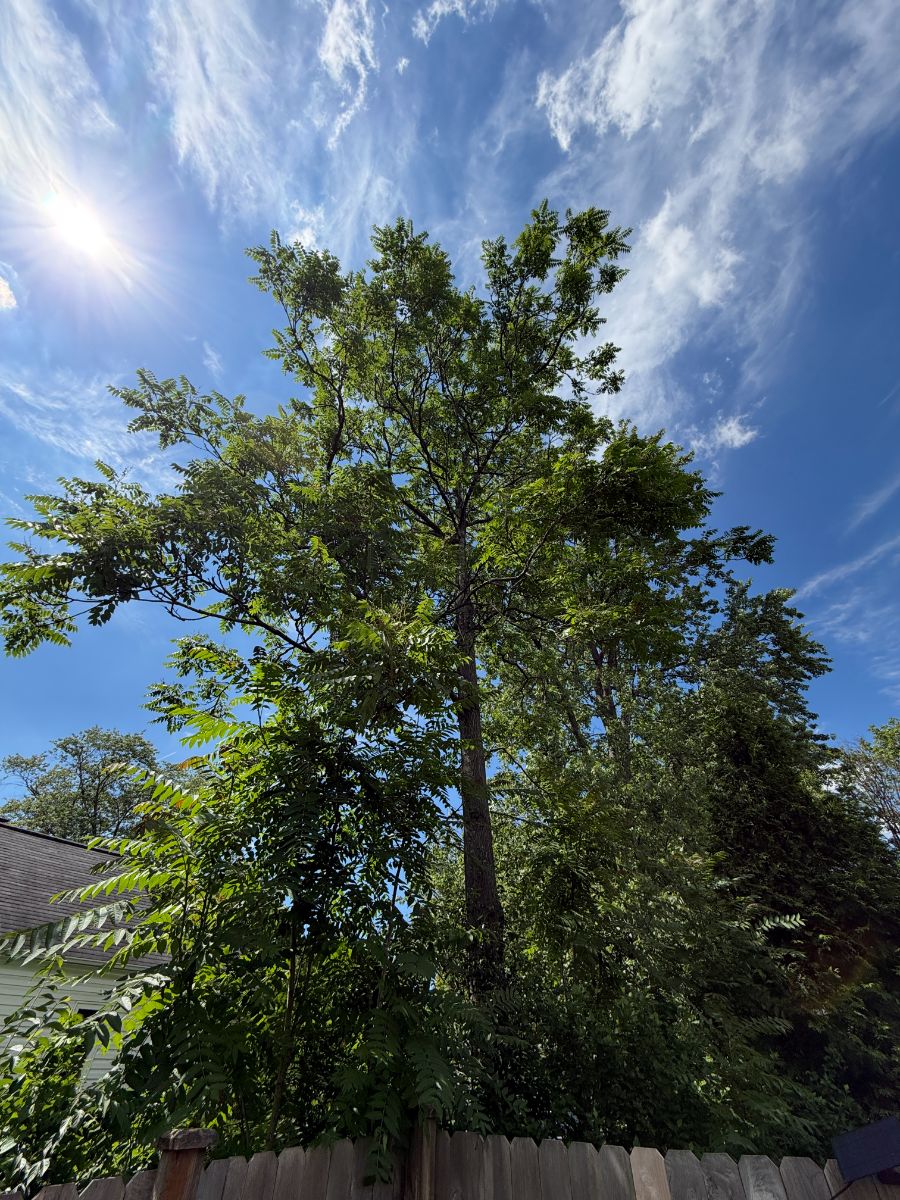 A mature Tree-of-Heaven, roughly 50 feet, rising above a privacy fence with sucker growth crowding its base.